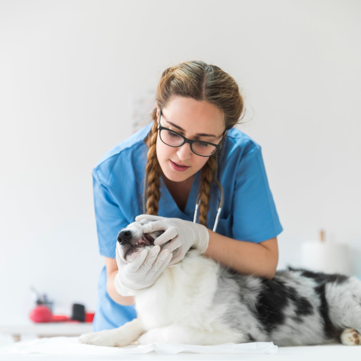 Top Pet Care